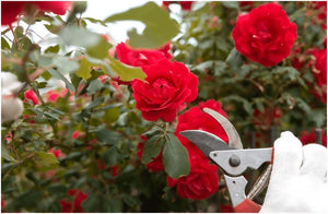 The Landscaping Industry: A Growing Green Giant Shaping the Future