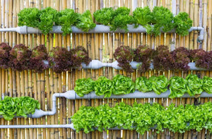Vertical Gardening: A Game-Changer for Urban Spaces