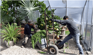 A Gardener’s Guide to Storing Non-Hardy Plants Indoors for the Winter