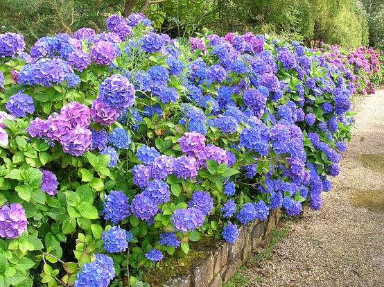 How to Grow Free Hydrangeas with Hard Cuttings This February 🌿