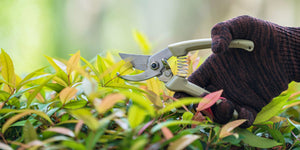 How to Use Pro Pruners Garden Shears for Maximum Efficiency: Expert Tips